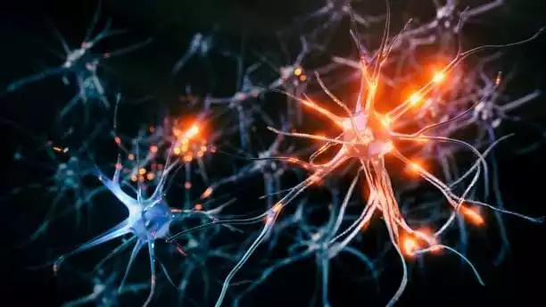 Neurobiología aplicada al Trading Neurobiología aplicada al Trading